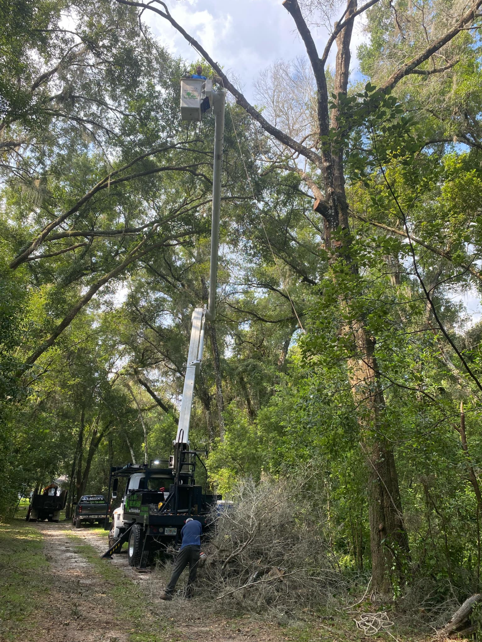 Crew uses a bucket truck to trim branches on a wooded roadside.