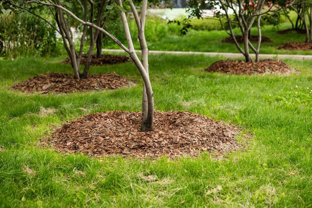 Young trees in circular mulch beds on a green lawn
