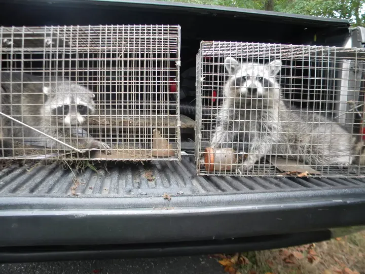 Two raccoons trapped in wire cages in the back of a truck.