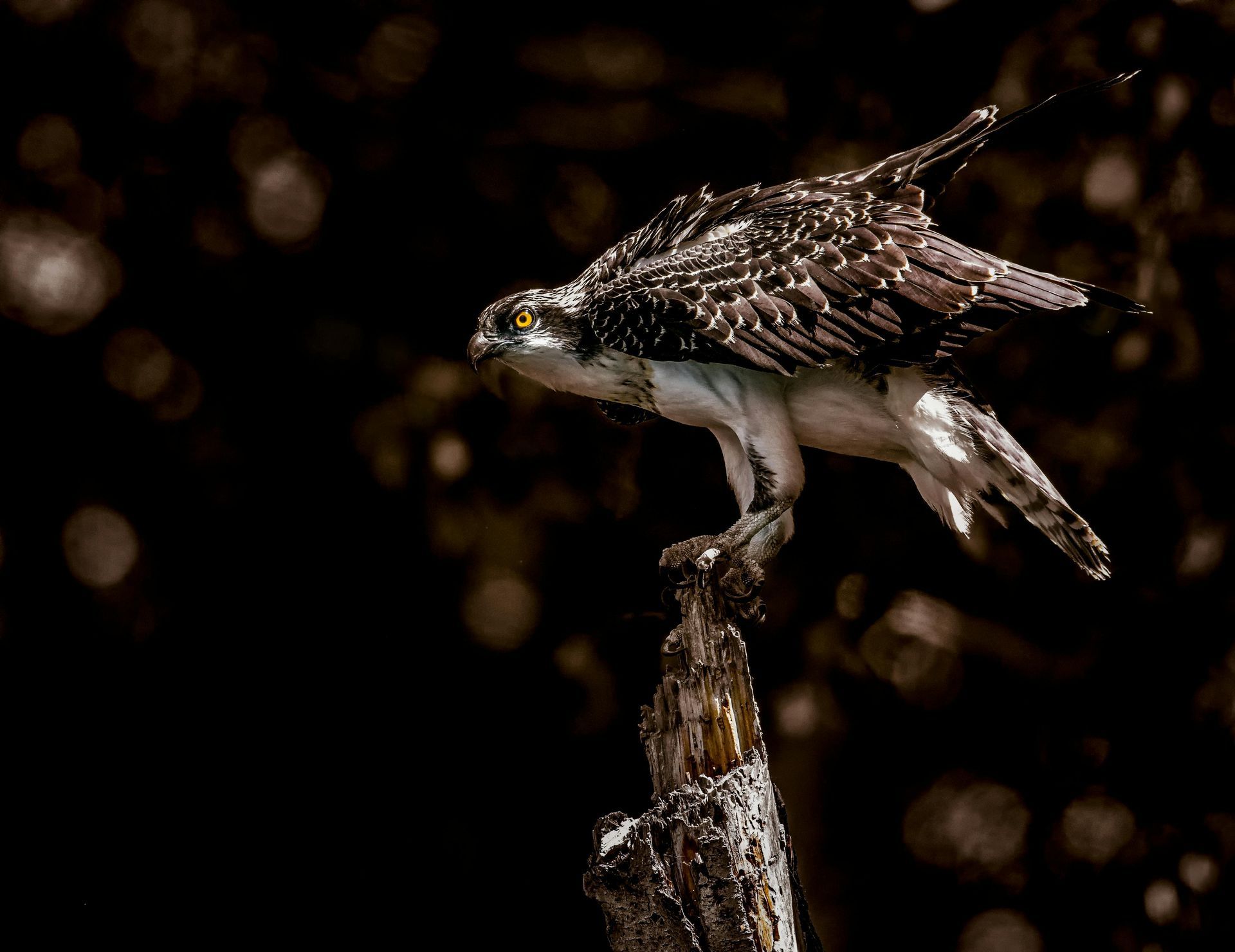 image of an osprey