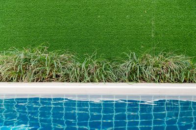 Green lawn, white pool edge, and blue tiled swimming pool water.