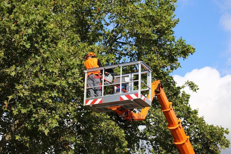 Man Trimming The Tree — Elverta, CA — AAA Tree Service
