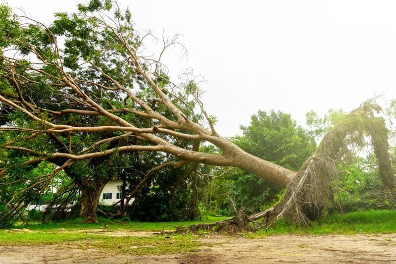 Emergency Tree Removal — Elverta, CA — AAA Tree Service