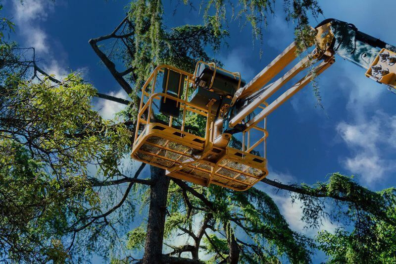Tree Removal — Elverta, CA — AAA Tree Service