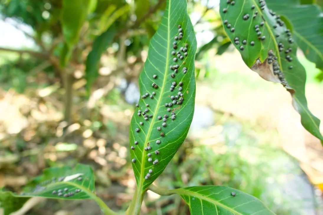 Plant Pests — Elverta, CA — AAA Tree Service Plant Pests — Elverta, CA — AAA Tree Service