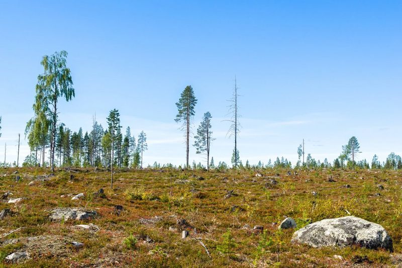 Tall Trees — Elverta, CA — AAA Tree Service Tall Trees — Elverta, CA — AAA Tree Service
