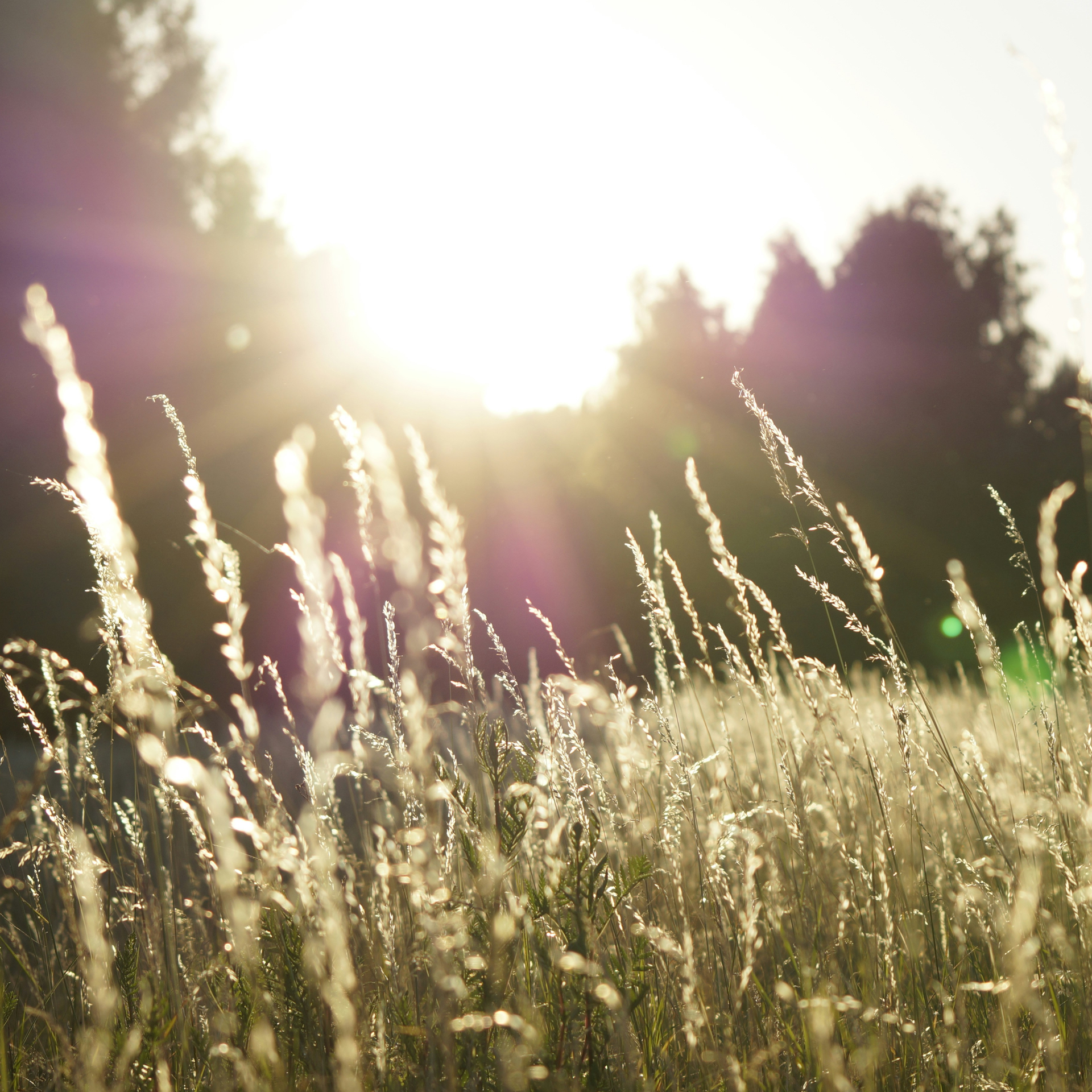 Sunshine