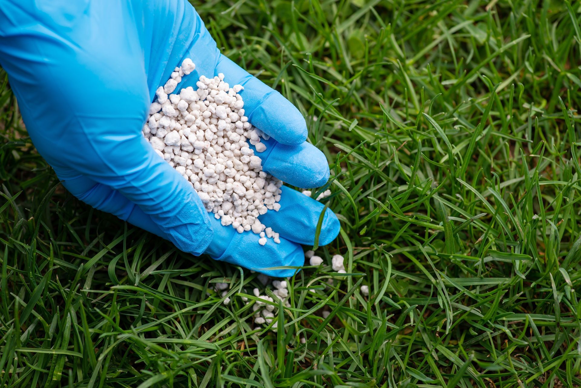 A person is holding a pile of fertilizer in their hand over a lush green lawn.