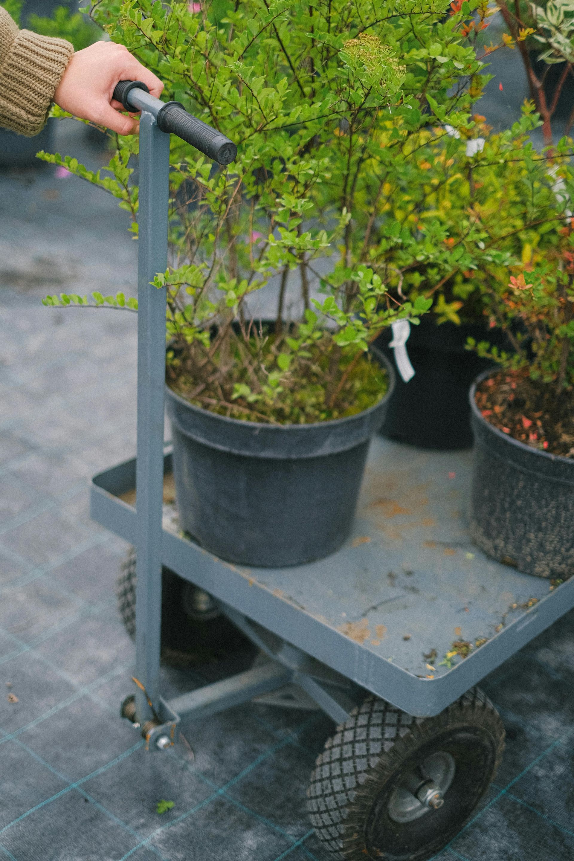 Person pushing a gray metal cart filled with potted green plants at a plant nursery.