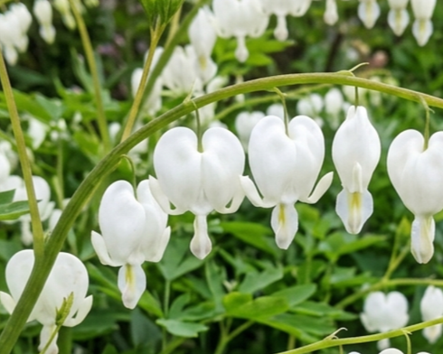 Plant met gebroken hartvormige witte bloemetjes in groene omgeving