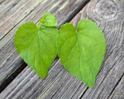 Twee groene blaadjes in hartvorm op houten ondergrond