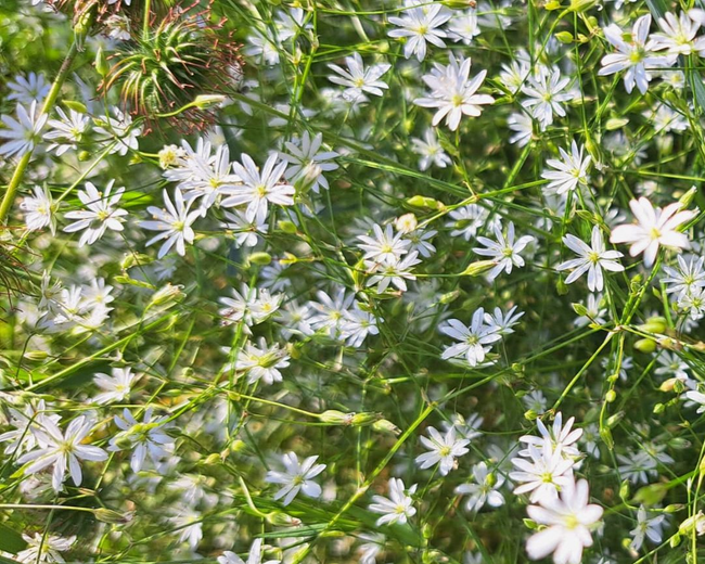 Witte bloemetjes  in groene  Noorse natuur als symbool voor rust en herstel