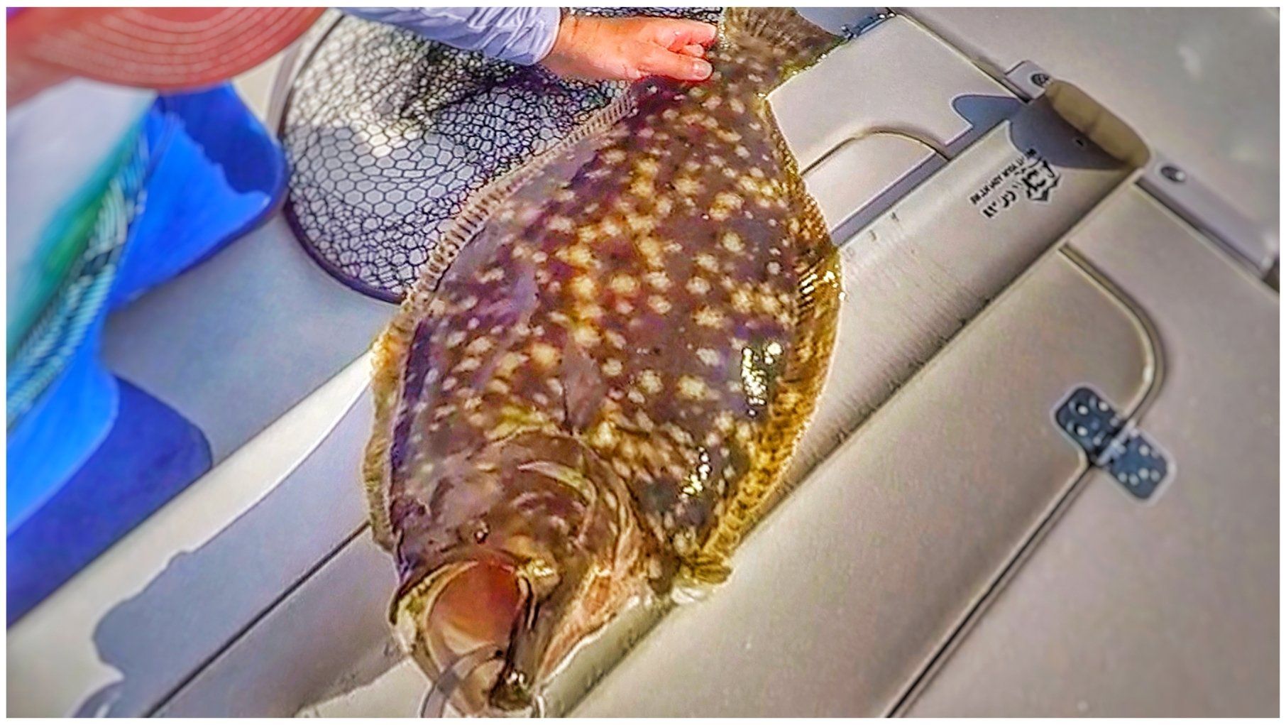 Very Large Flounder Caught