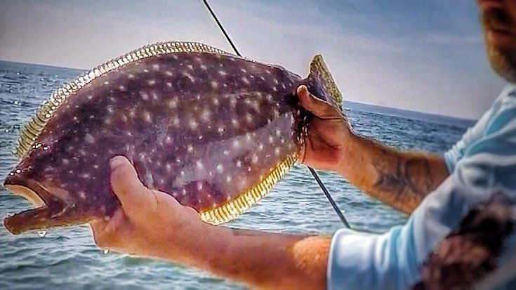 Nice Flounder