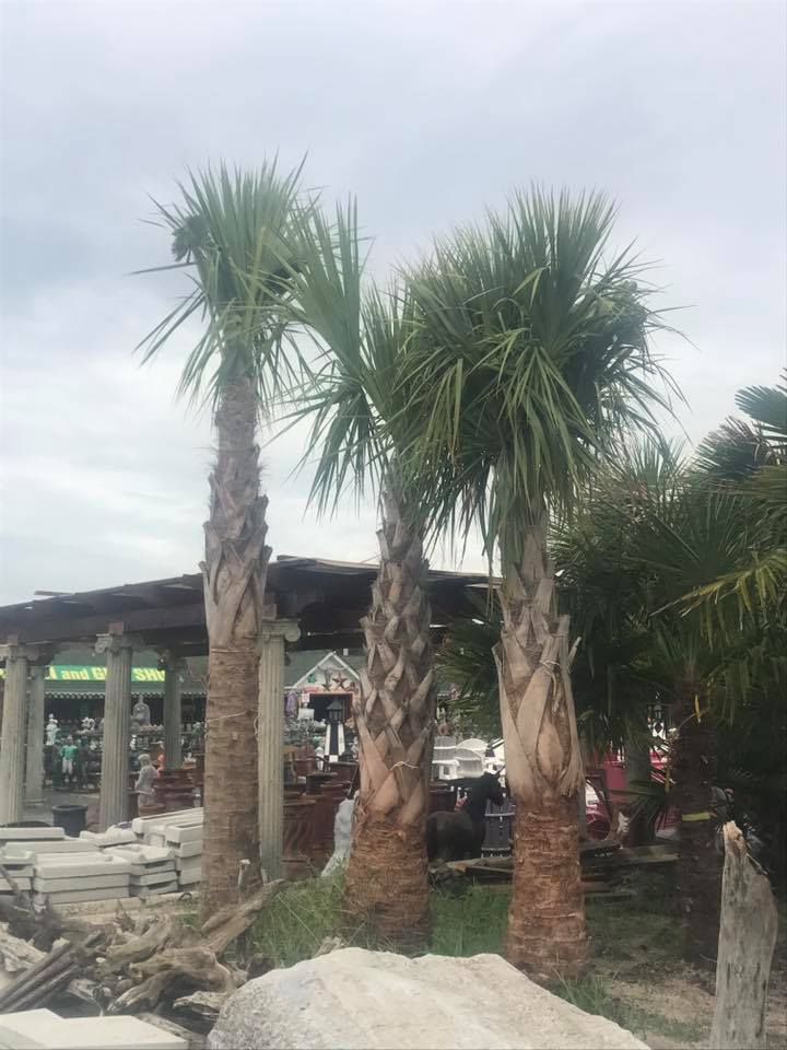 Palm Trees Concrete Creations