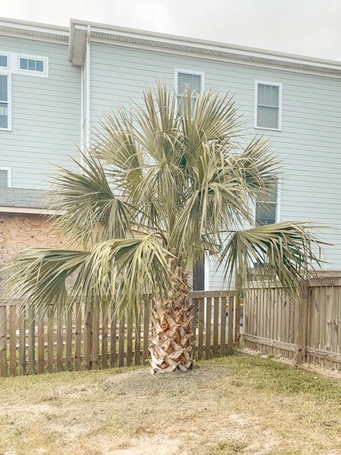 Garden Palm Planting