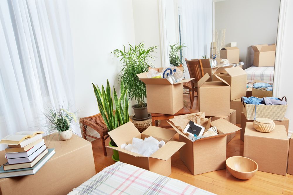 A room filled with lots of cardboard boxes and plants — Roderick Removals & Van Lines In Bowen, QLD