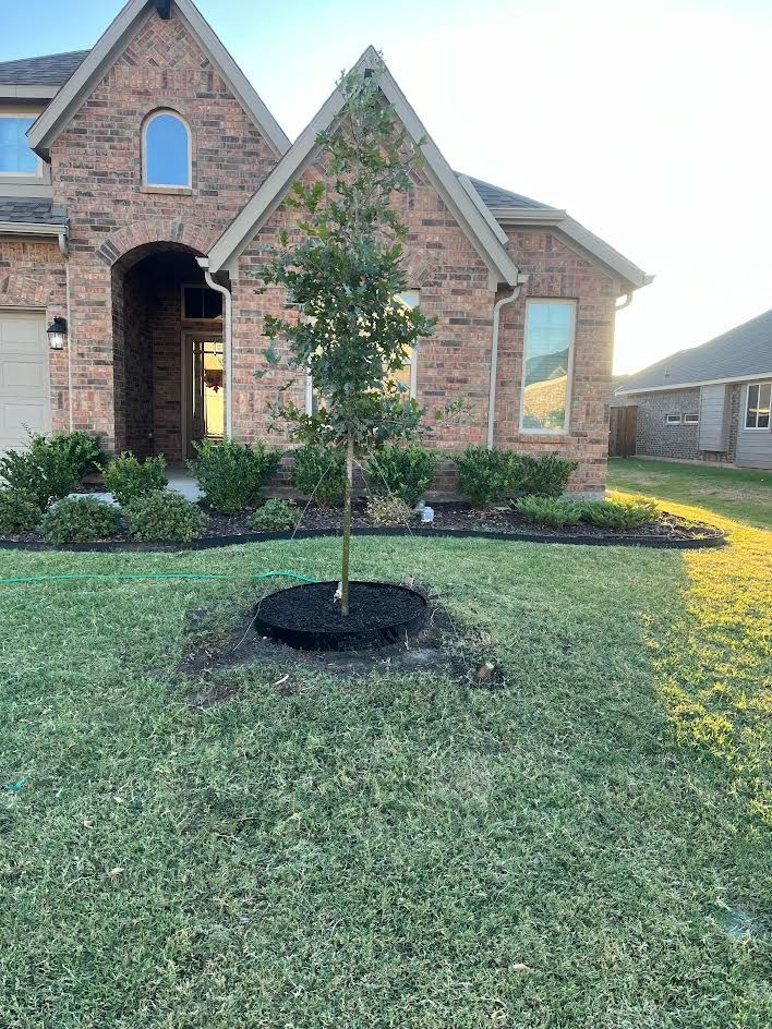 Young tree in front of a brick house with manicured landscaping and a green lawn.