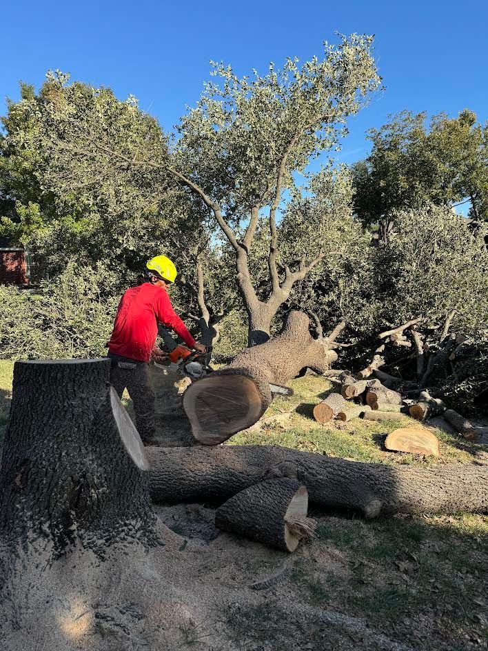 Person in red shirt and yellow hardhat using chainsaw on a fallen tree trunk in a grassy area.