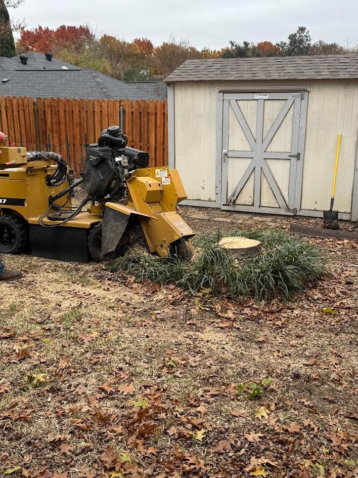 A yellow stump grinder removing a tree stump in a yard, next to a shed and fence.