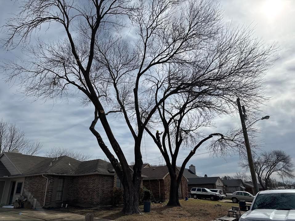 Bare trees in a suburban neighborhood on a cloudy day. Houses and cars are visible.