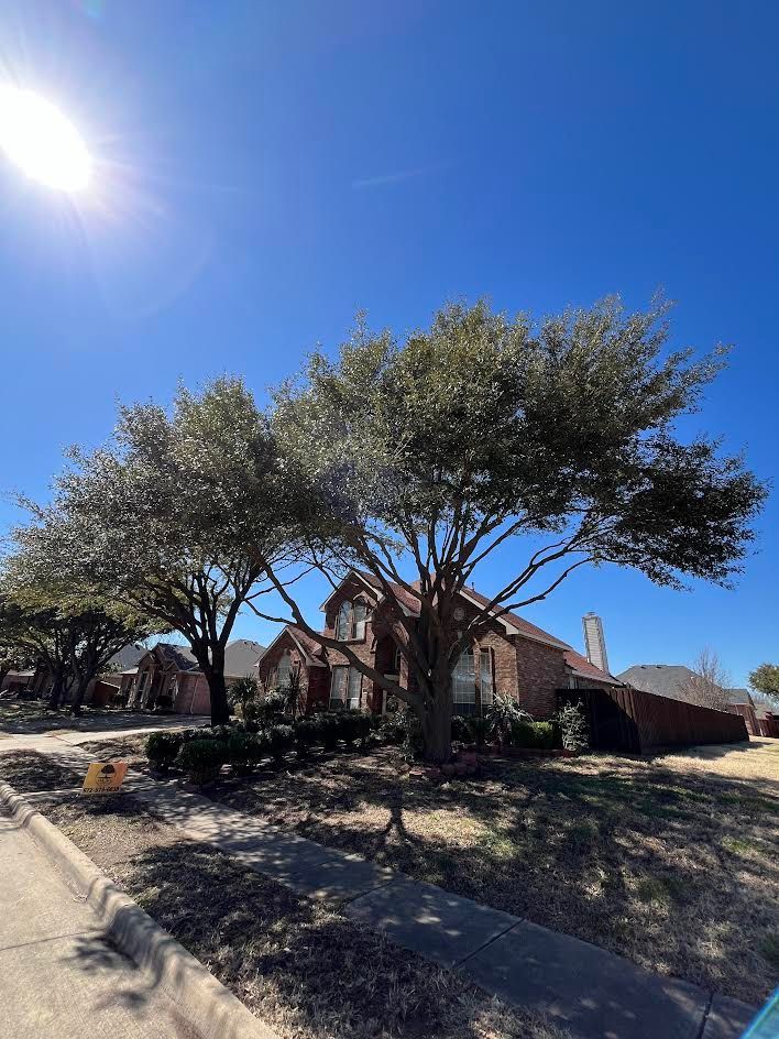 A house with a lot of trees in front of it.
