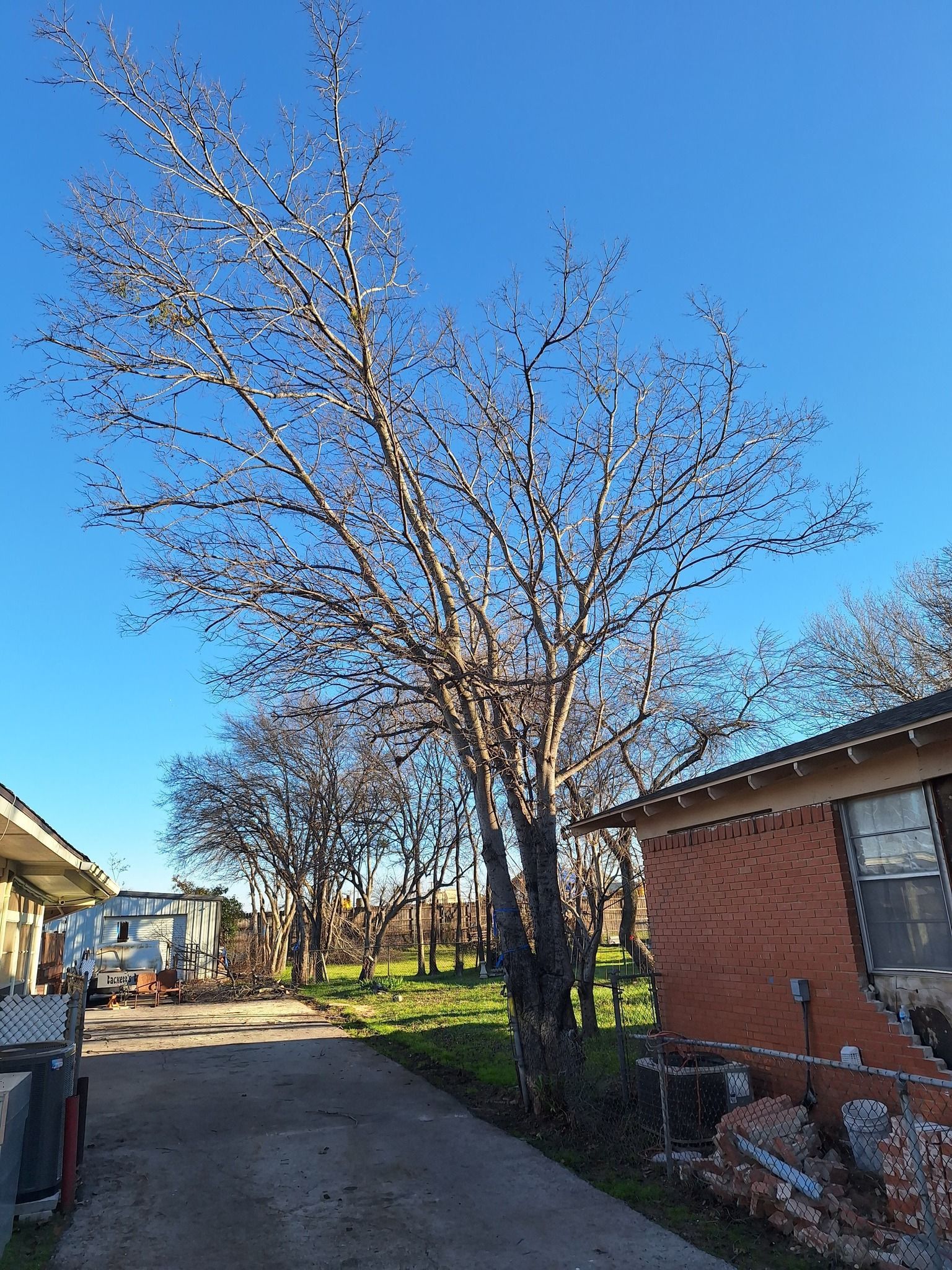 A tree with a lot of branches is in front of a brick house.