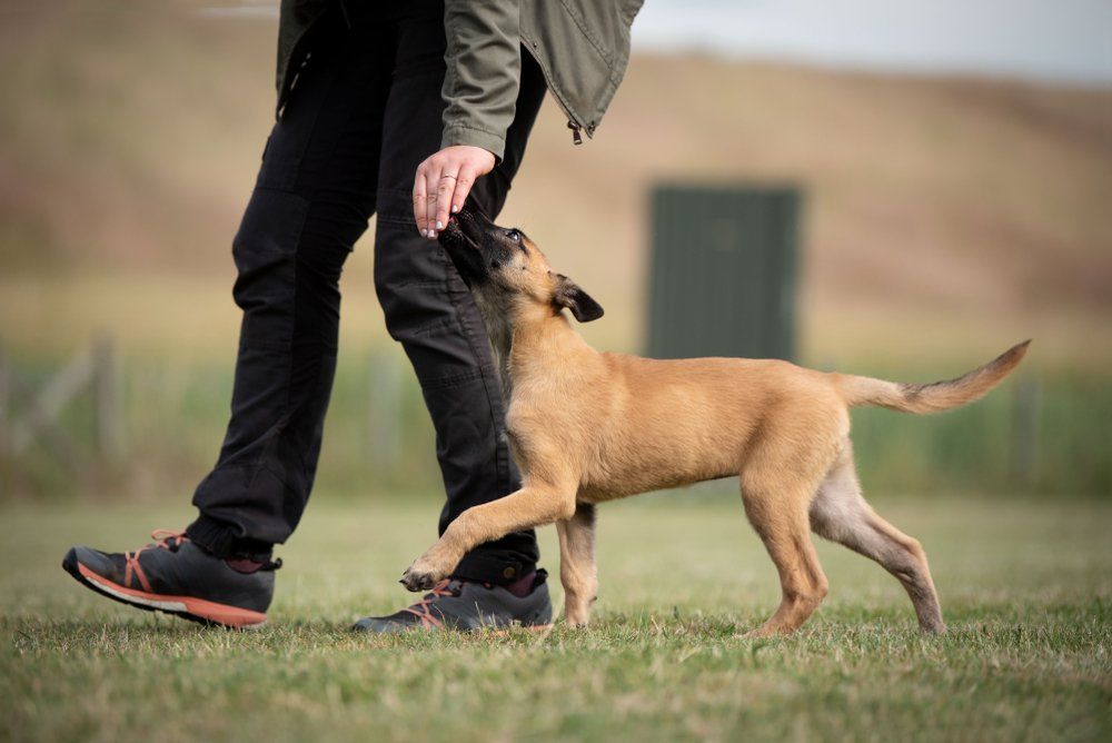 dog walking by human