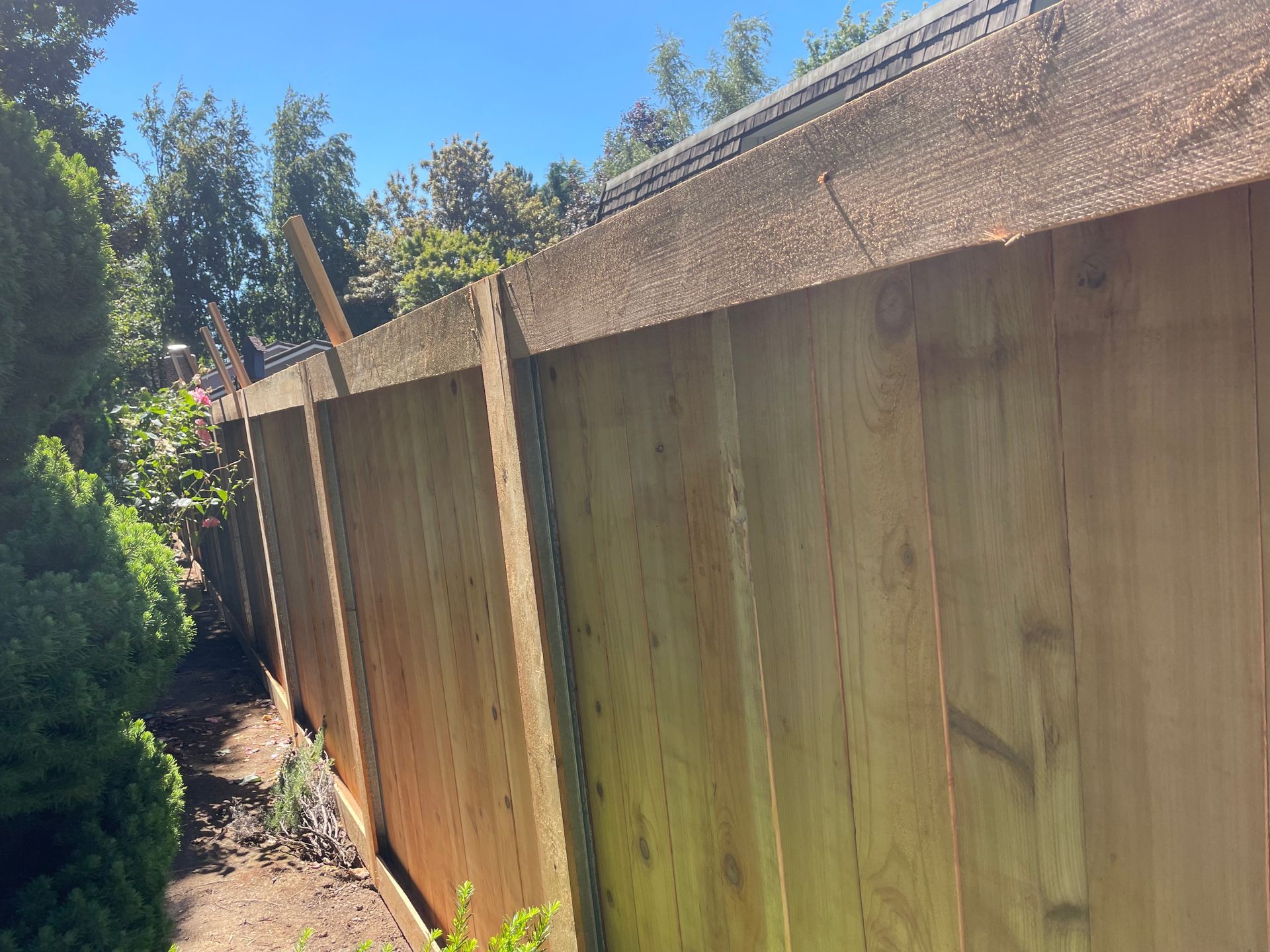 Wooden fence along a narrow garden path under a bright blue sky, with trees and shrubs beside it.