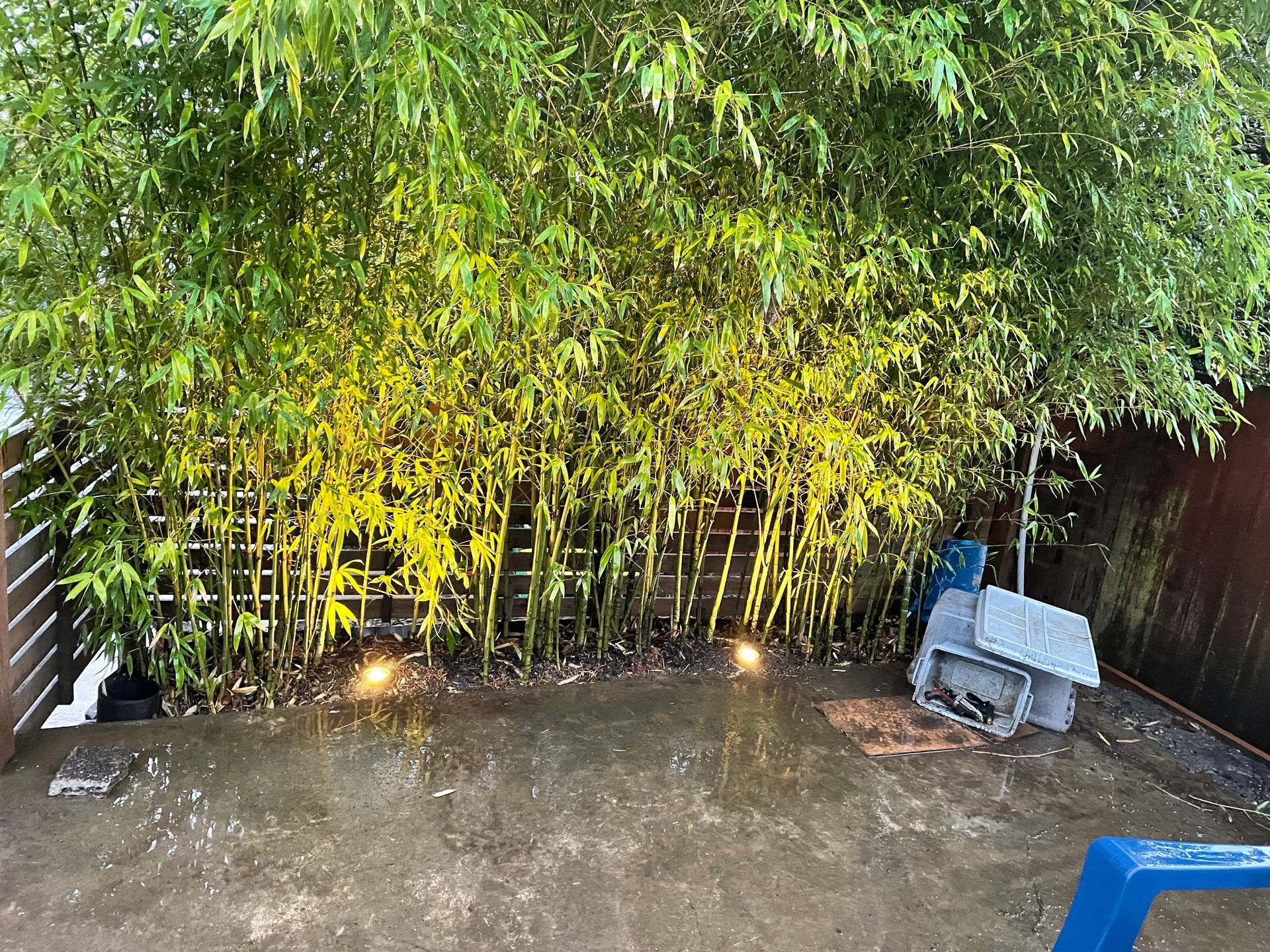 Rainy backyard patio with bamboo hedge, wet concrete, and a small bench near a dark fence