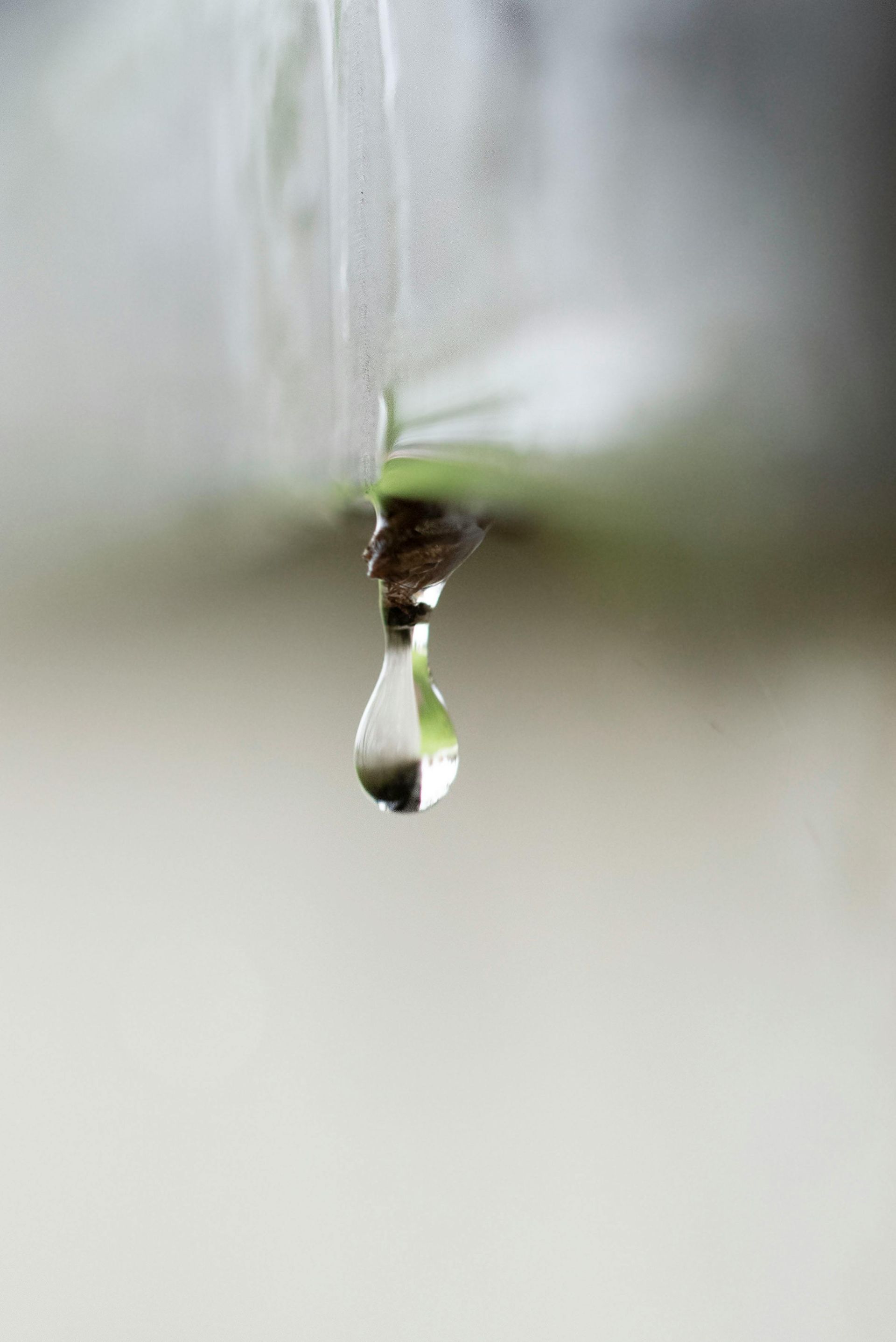 Water droplet hanging from a thin plant stem against a soft blurred background