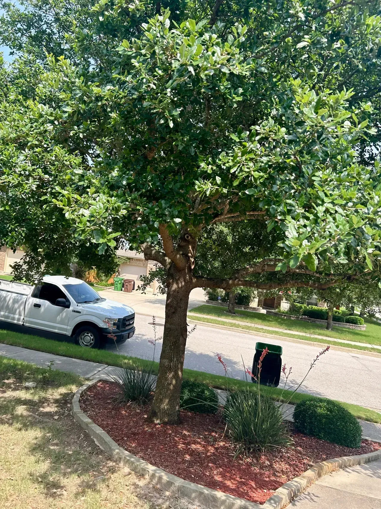 Tree with green leaves, brown trunk, and a white pickup truck on the street next to it.