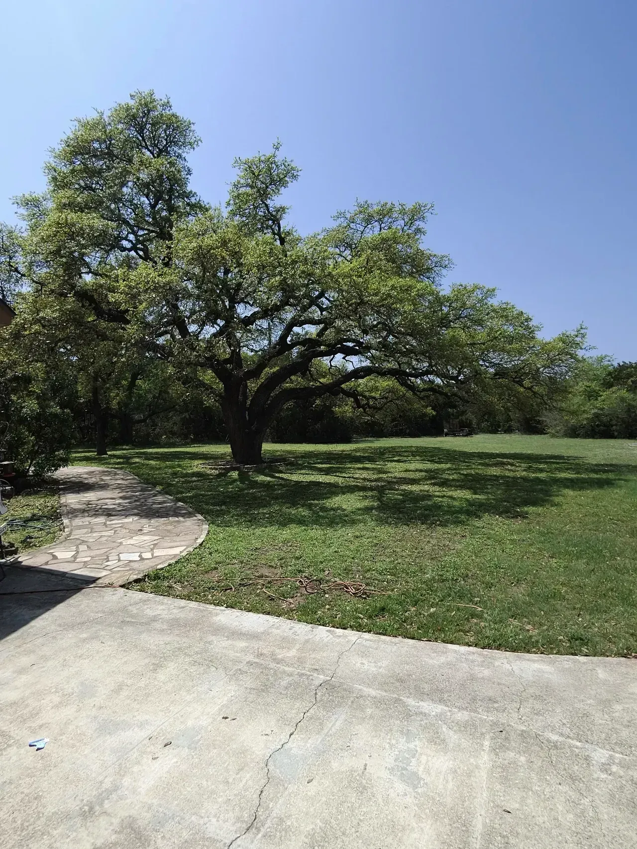 Large tree casting a shadow on a grassy yard; stone path and concrete patio in foreground.
