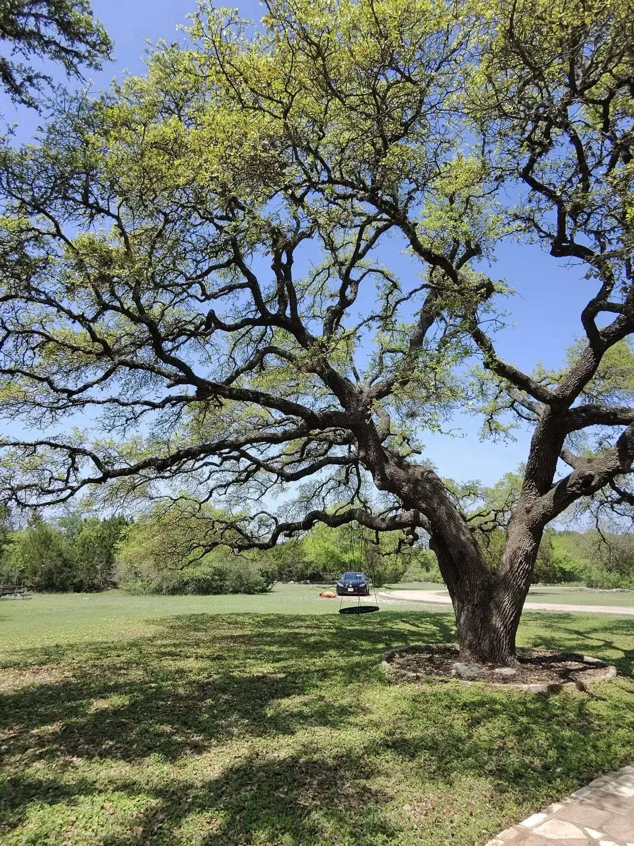 Large tree with sprawling branches casting shadows on grassy ground, blue sky background.