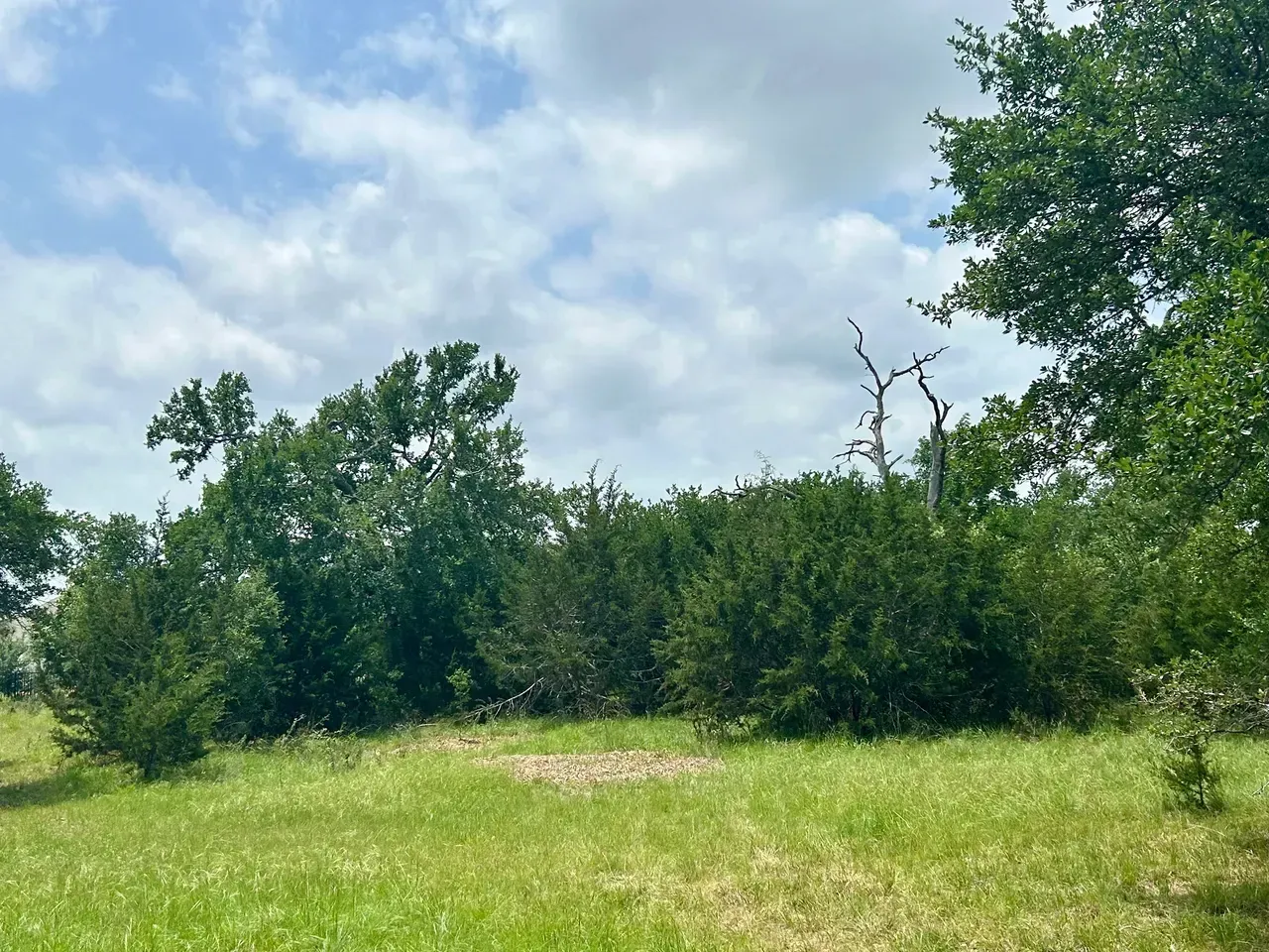 Grassy field with green foliage and cloudy sky.