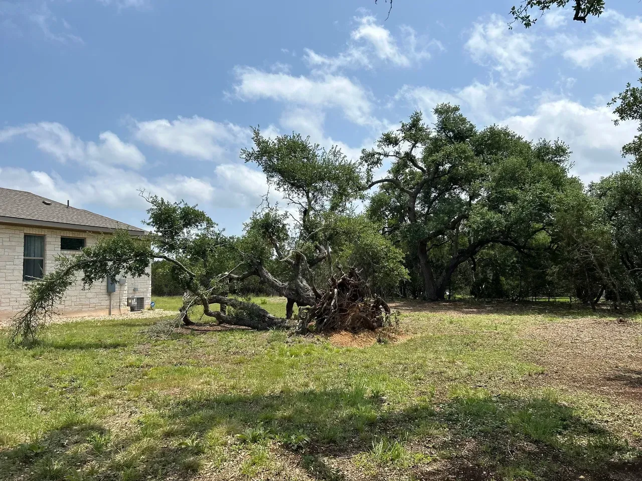 A large oak tree with twisted branches in a grassy yard, next to a white house under a blue sky.