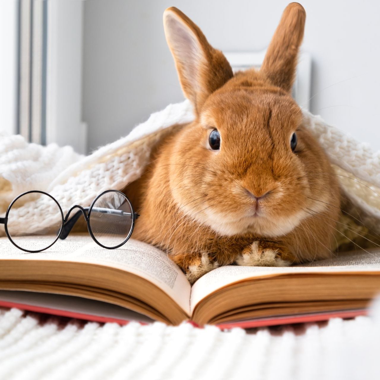 Akron Dentist Dr. Mark Grucella's Cutest Pet Contest