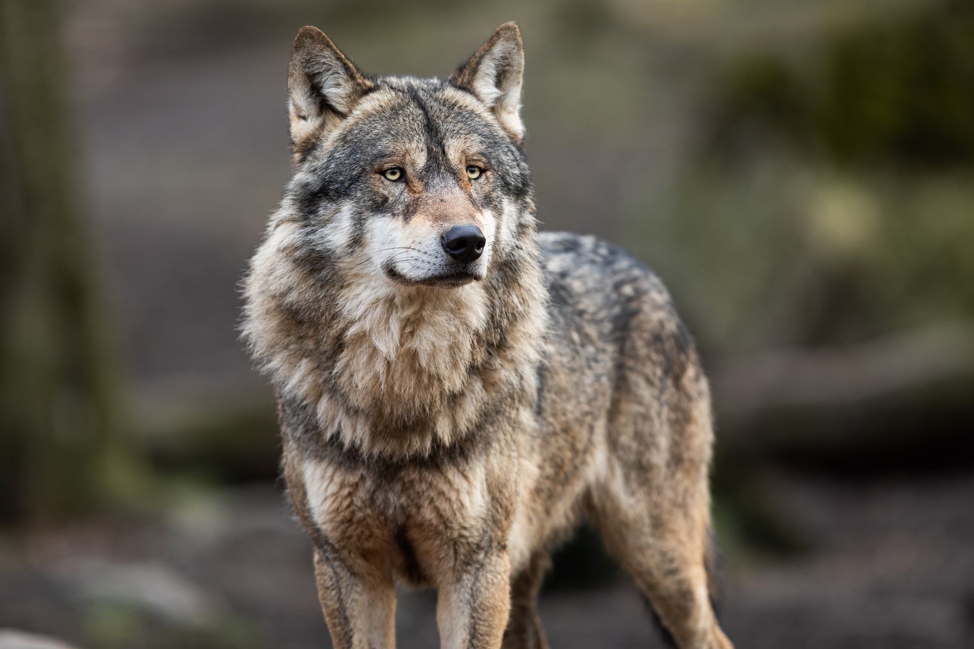 a close up of a wolf standing in the woods looking at the camera .