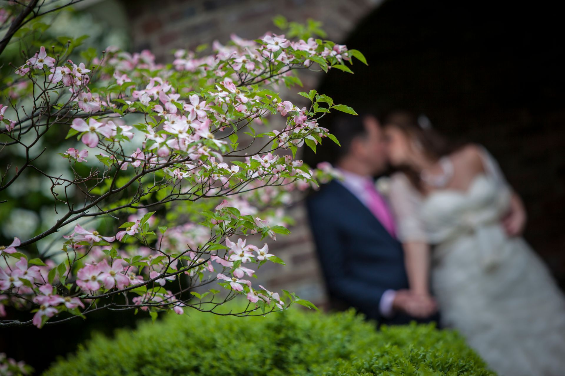Blossoming pink branches in foreground with blurred wedding couple embracing in a garden behind them