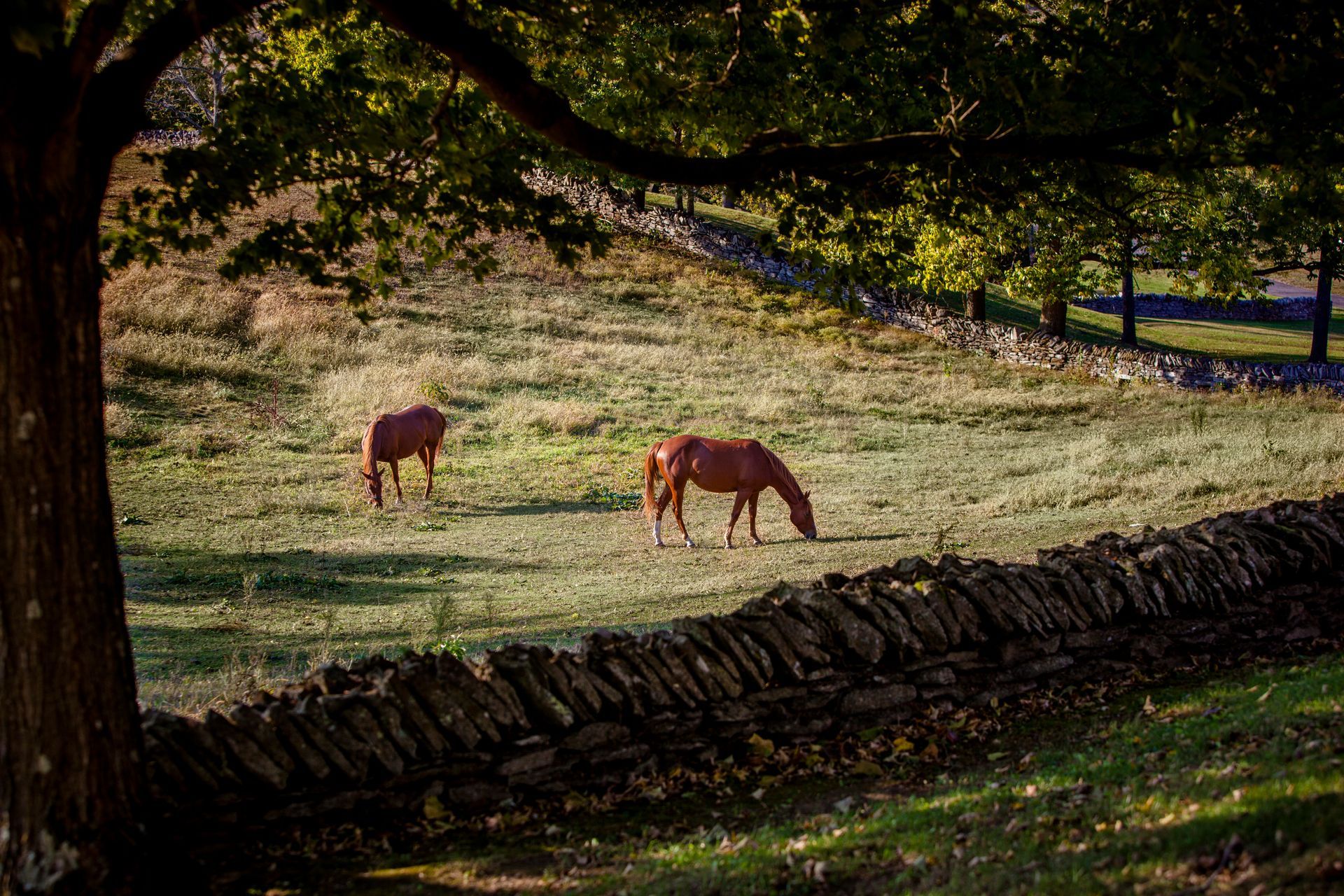 Two brown horses grazing in a sunlit grassy field beside a stone wall and trees