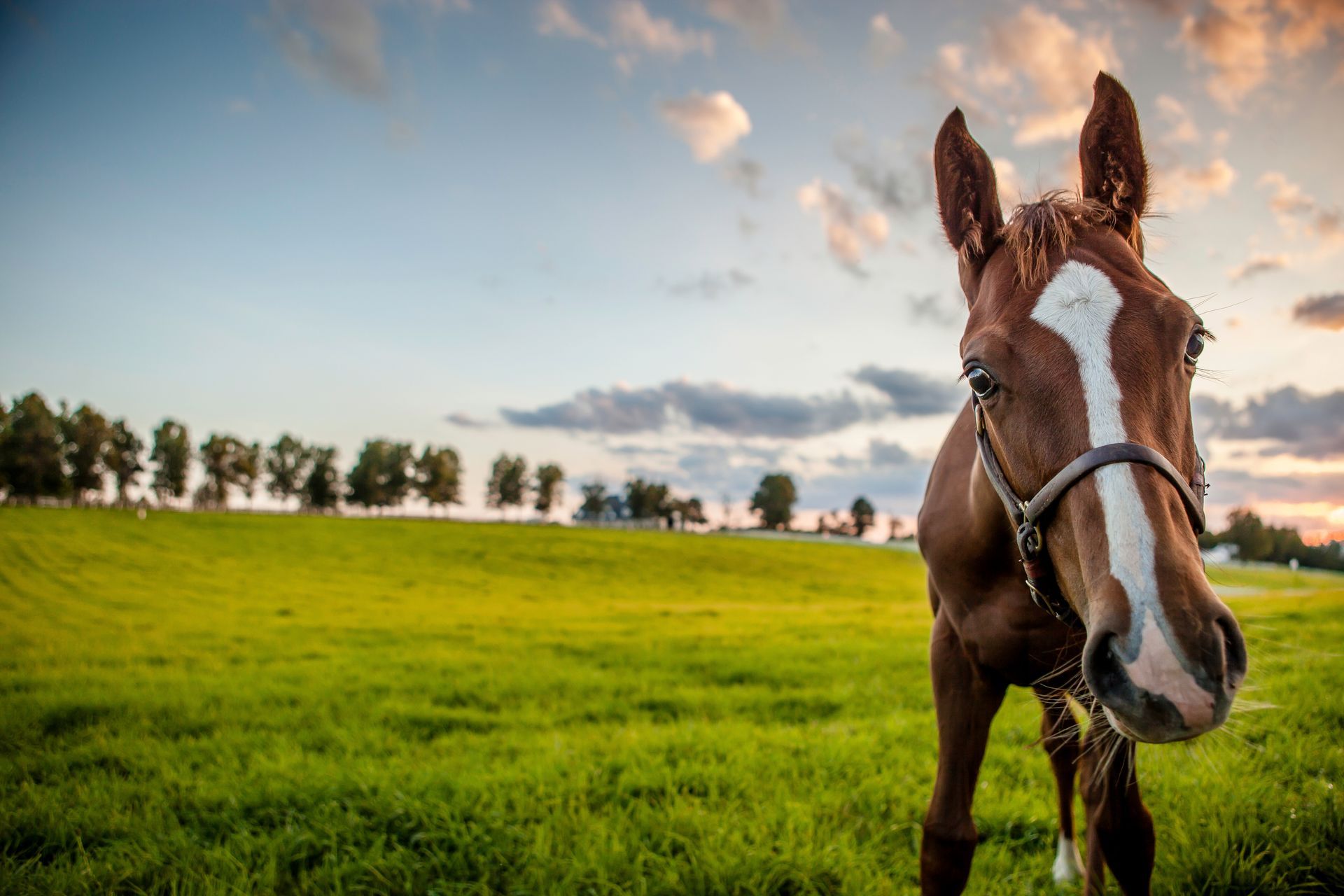 Brown horse in a green field under a cloudy sky, facing the camera.