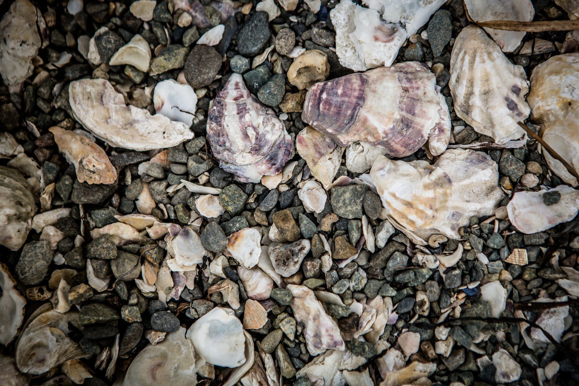 Assorted seashells and pebbles scattered on a rocky beach, with white and purple shells visible
