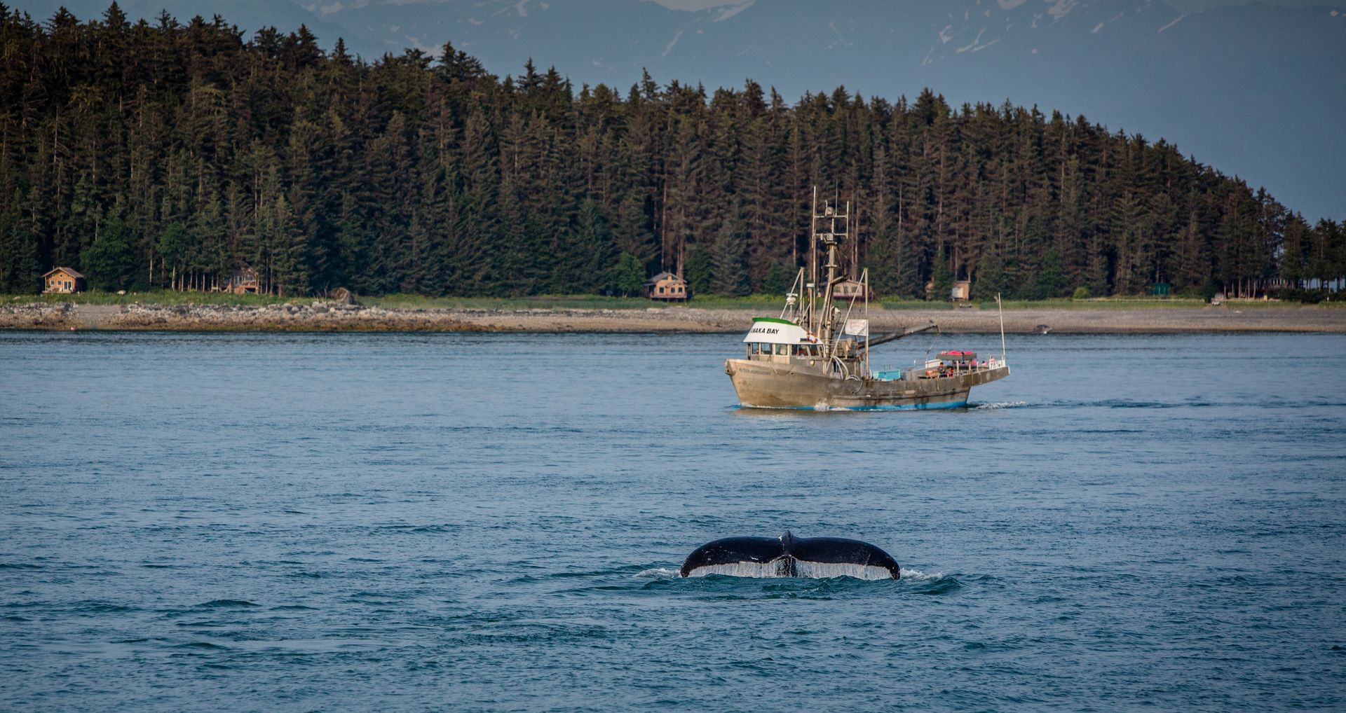 A whale’s back surfaces in a blue bay near a small boat, with a forested shoreline in the background