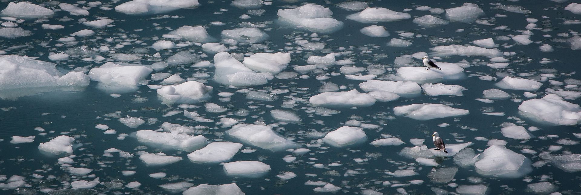 Floating ice chunks on dark blue water