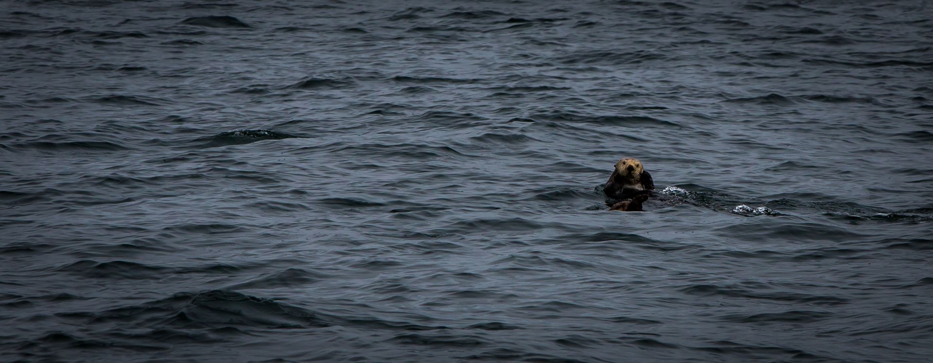 A lone swimmer with a yellow cap in dark open water, leaving a small wake behind them.