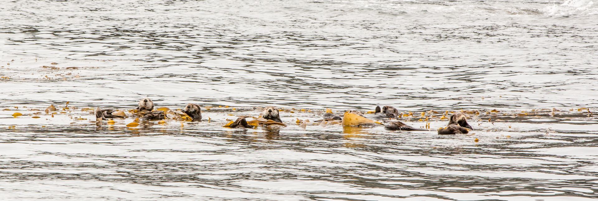 Two ducks floating on a rippled gray water surface with a strip of yellow reeds