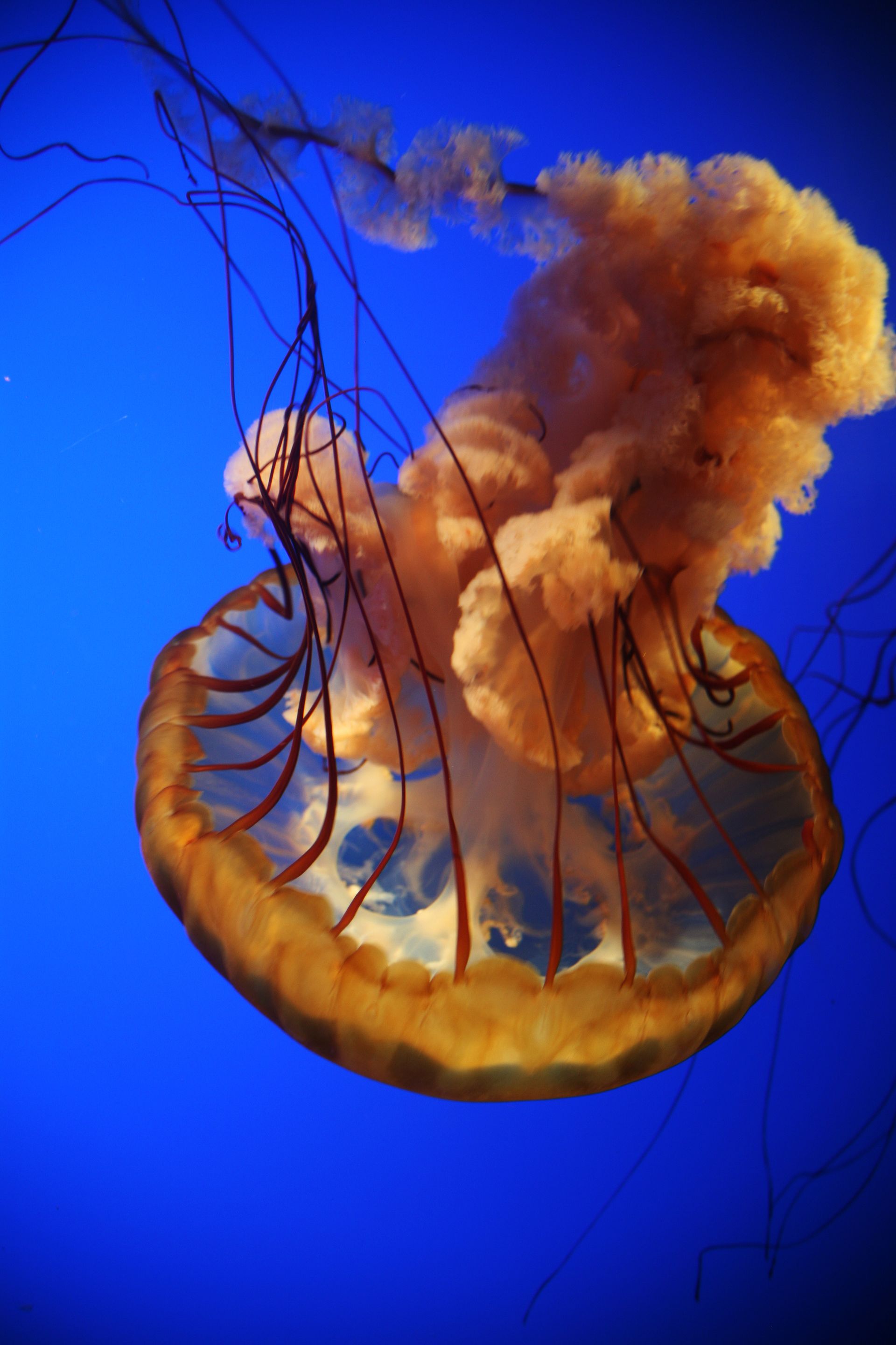 Jellyfish with orange tentacles against a vivid blue background