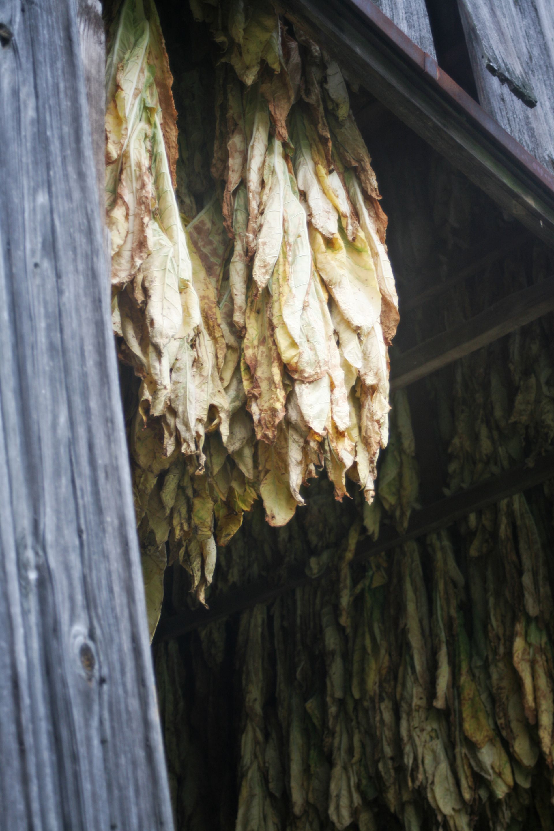 Bundles of dried tobacco leaves hanging inside a weathered wooden shed