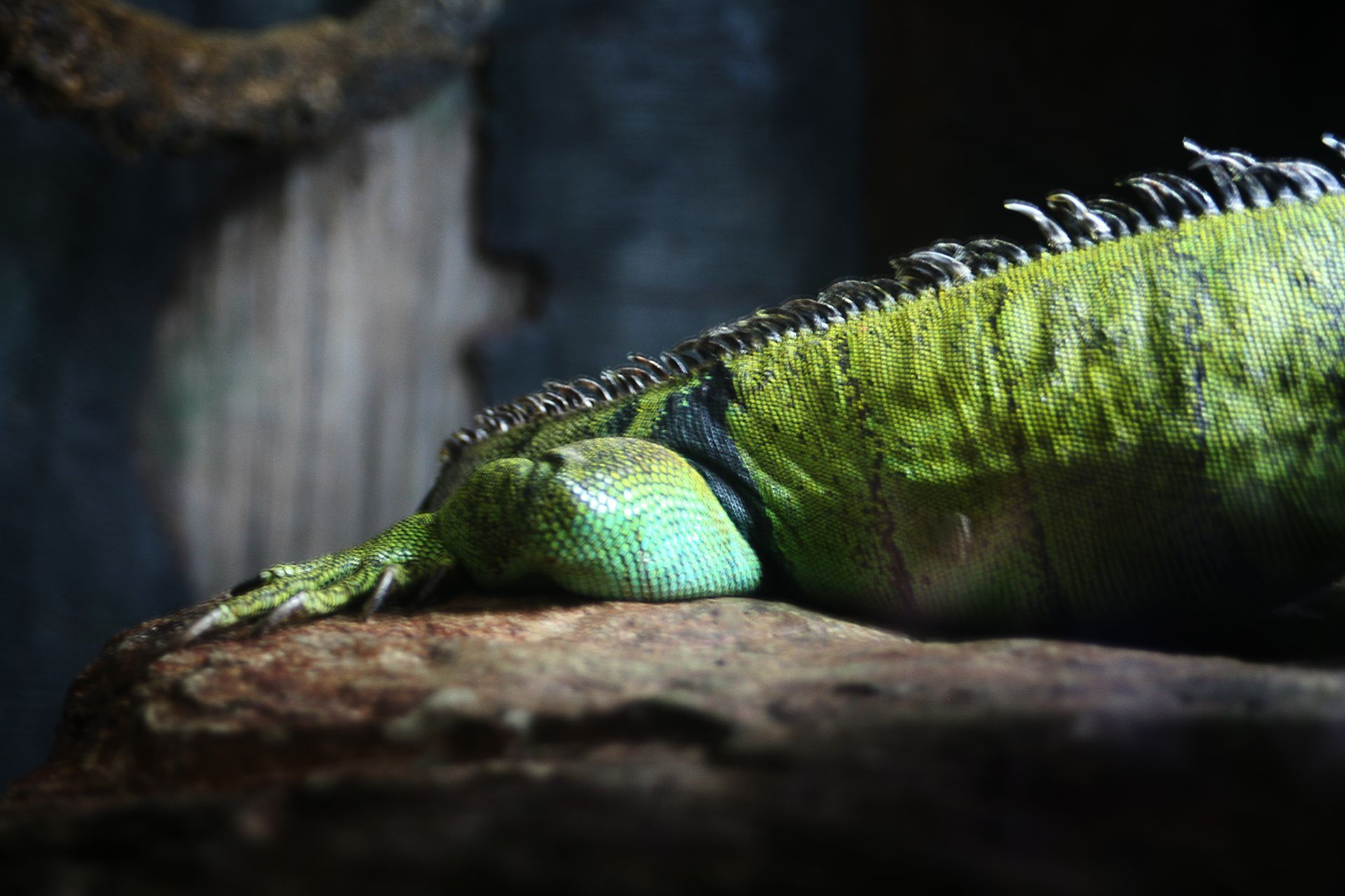 Green iguana resting on a branch in dim light, its scaled body stretching across the frame.