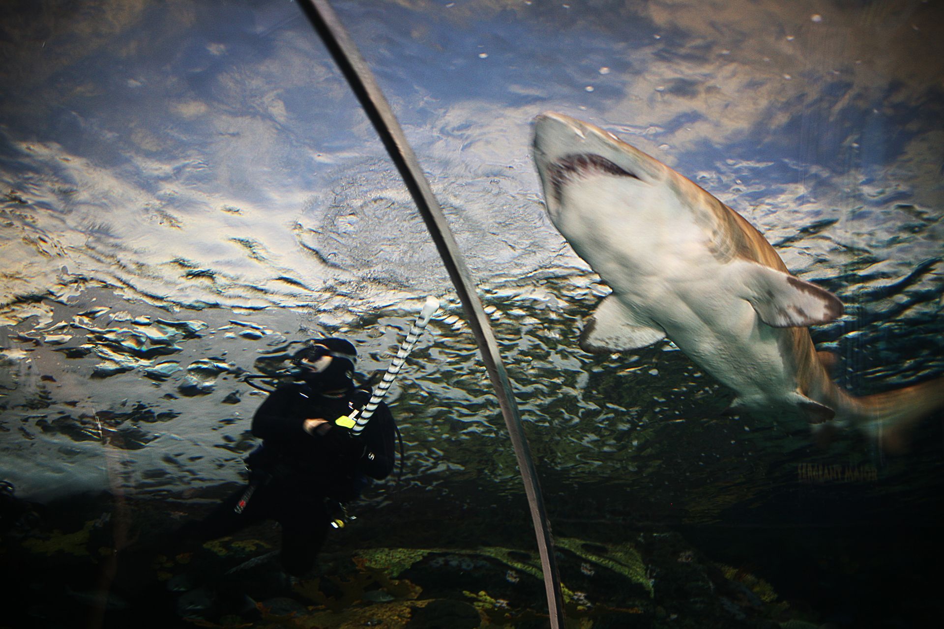 Shark swimming underwater near a diver beneath rippling surface light